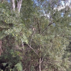 Persoonia subvelutina at Jagungal Wilderness, NSW - 20 Jan 2022 05:48 PM