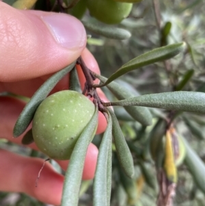 Persoonia subvelutina at Jagungal Wilderness, NSW - 20 Jan 2022