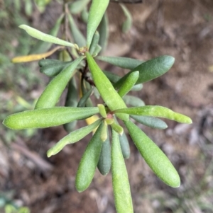 Persoonia subvelutina at Jagungal Wilderness, NSW - 20 Jan 2022