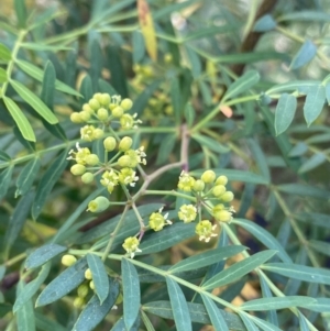 Polyscias sambucifolia at Jagungal Wilderness, NSW - 20 Jan 2022