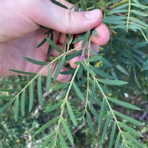 Polyscias sambucifolia at Jagungal Wilderness, NSW - 20 Jan 2022