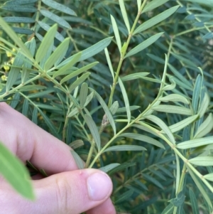 Polyscias sambucifolia at Jagungal Wilderness, NSW - 20 Jan 2022