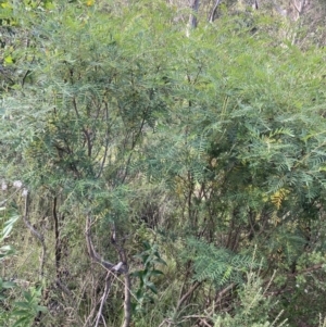 Polyscias sambucifolia at Jagungal Wilderness, NSW - 20 Jan 2022