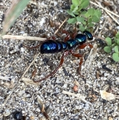 Diamma bicolor (Blue ant, Bluebottle ant) at Jagungal Wilderness, NSW - 20 Jan 2022 by Ned_Johnston