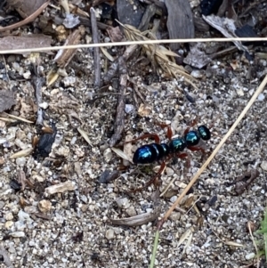 Diamma bicolor at Jagungal Wilderness, NSW - 20 Jan 2022 05:42 PM