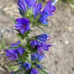 Echium vulgare (Vipers Bugloss) at Jagungal Wilderness, NSW - 20 Jan 2022 by NedJohnston