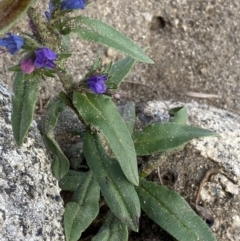 Echium vulgare at Jagungal Wilderness, NSW - 20 Jan 2022 05:42 PM