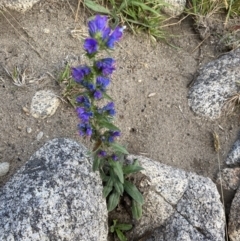 Echium vulgare at Jagungal Wilderness, NSW - 20 Jan 2022 05:42 PM