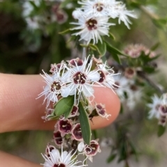 Kunzea ericoides (Burgan) at Jagungal Wilderness, NSW - 20 Jan 2022 by NedJohnston