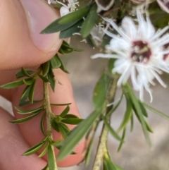 Kunzea ericoides at Jagungal Wilderness, NSW - 20 Jan 2022