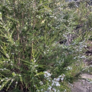 Kunzea ericoides at Jagungal Wilderness, NSW - 20 Jan 2022 05:40 PM