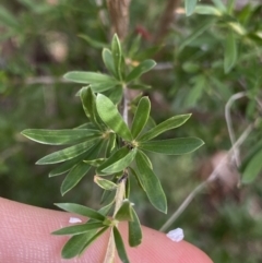 Kunzea ericoides at Jagungal Wilderness, NSW - 20 Jan 2022