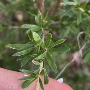 Kunzea ericoides at Jagungal Wilderness, NSW - 20 Jan 2022