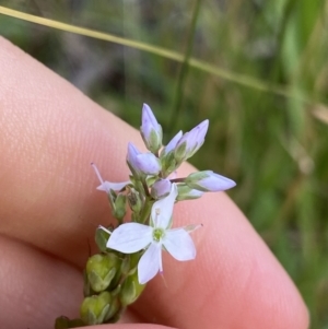 Veronica nivea at Jagungal Wilderness, NSW - 20 Jan 2022