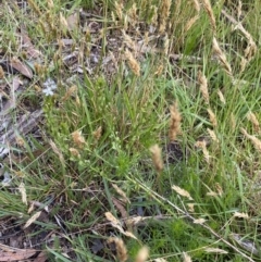 Veronica nivea at Jagungal Wilderness, NSW - 20 Jan 2022