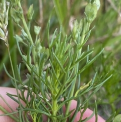 Veronica nivea at Jagungal Wilderness, NSW - 20 Jan 2022