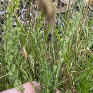 Veronica nivea at Jagungal Wilderness, NSW - 20 Jan 2022