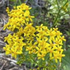 Senecio linearifolius (Fireweed Groundsel, Fireweed) at Jagungal Wilderness, NSW - 20 Jan 2022 by Ned_Johnston