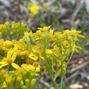 Senecio linearifolius at Jagungal Wilderness, NSW - 20 Jan 2022