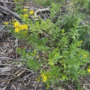 Senecio linearifolius at Jagungal Wilderness, NSW - 20 Jan 2022