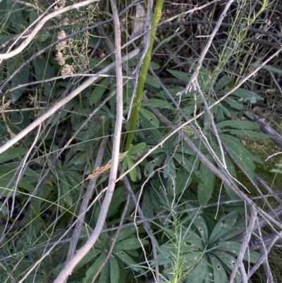 Lupinus polyphyllus (Russell Lupin) at Jagungal Wilderness, NSW - 20 Jan 2022 by NedJohnston