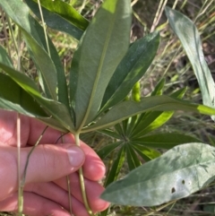 Lupinus polyphyllus at Jagungal Wilderness, NSW - 20 Jan 2022