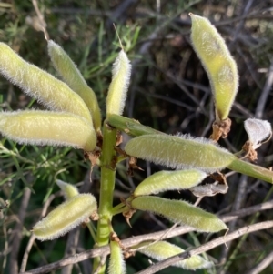 Lupinus polyphyllus at Jagungal Wilderness, NSW - 20 Jan 2022