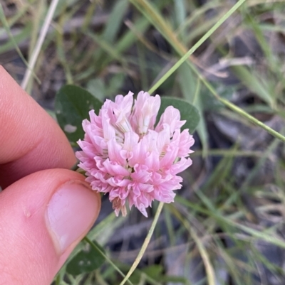 Trifolium repens var. repens (White Clover) at Jagungal Wilderness, NSW - 20 Jan 2022 by NedJohnston