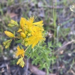 Hypericum perforatum (St John's Wort) at Jagungal Wilderness, NSW - 20 Jan 2022 by NedJohnston