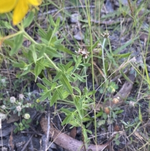 Hypericum perforatum at Jagungal Wilderness, NSW - 20 Jan 2022