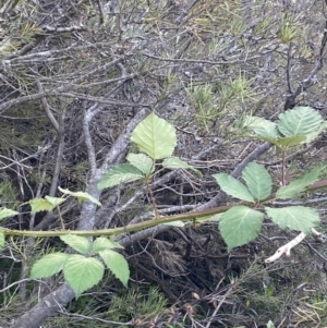 Rubus anglocandicans at Jagungal Wilderness, NSW - 20 Jan 2022 06:45 PM