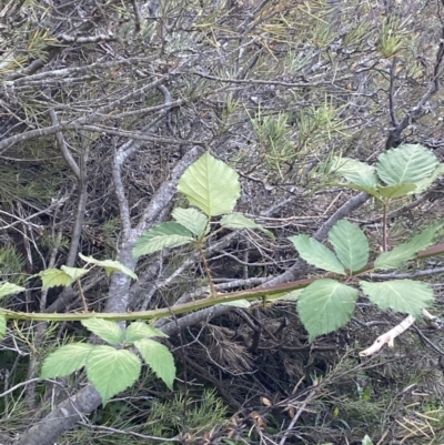 Rubus anglocandicans (Blackberry) at Jagungal Wilderness, NSW - 20 Jan 2022 by NedJohnston