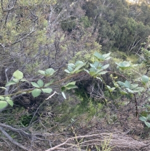 Rubus anglocandicans at Jagungal Wilderness, NSW - 20 Jan 2022 06:45 PM