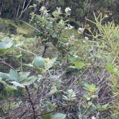 Rubus anglocandicans at Jagungal Wilderness, NSW - 20 Jan 2022 06:45 PM