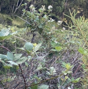 Rubus anglocandicans at Jagungal Wilderness, NSW - 20 Jan 2022 06:45 PM