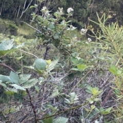 Rubus anglocandicans at Jagungal Wilderness, NSW - 20 Jan 2022