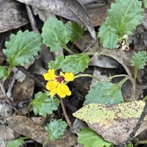 Goodenia hederacea subsp. alpestris at Jagungal Wilderness, NSW - 20 Jan 2022