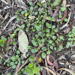 Goodenia hederacea subsp. alpestris at Jagungal Wilderness, NSW - 20 Jan 2022 06:38 PM