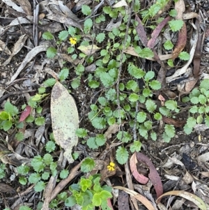 Goodenia hederacea subsp. alpestris at Jagungal Wilderness, NSW - 20 Jan 2022