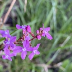 Stylidium montanum (alpine triggerplant) at Jagungal Wilderness, NSW - 20 Jan 2022 by NedJohnston