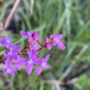 Stylidium montanum at Jagungal Wilderness, NSW - 20 Jan 2022 06:34 PM