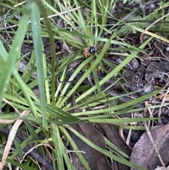 Stylidium montanum at Jagungal Wilderness, NSW - 20 Jan 2022