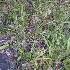 Stylidium montanum at Jagungal Wilderness, NSW - 20 Jan 2022