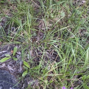 Stylidium montanum at Jagungal Wilderness, NSW - 20 Jan 2022