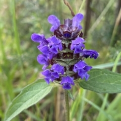 Prunella vulgaris (Self-heal, Heal All) at Jagungal Wilderness, NSW - 20 Jan 2022 by Ned_Johnston