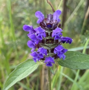 Prunella vulgaris at Jagungal Wilderness, NSW - 20 Jan 2022