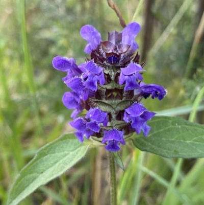 Prunella vulgaris (Self-heal, Heal All) at Jagungal Wilderness, NSW - 20 Jan 2022 by NedJohnston