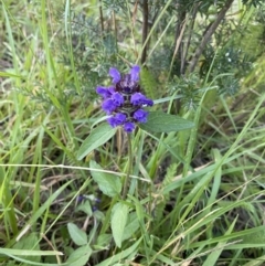 Prunella vulgaris at Jagungal Wilderness, NSW - 20 Jan 2022 06:33 PM