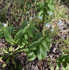 Veronica derwentiana (Derwent Speedwell) at Jagungal Wilderness, NSW - 20 Jan 2022 by Ned_Johnston