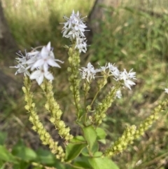 Veronica derwentiana at Jagungal Wilderness, NSW - 20 Jan 2022 06:32 PM